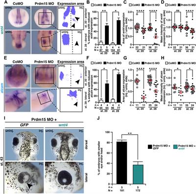 Prdm15 acts upstream of Wnt4 signaling in anterior neural development of Xenopus laevis